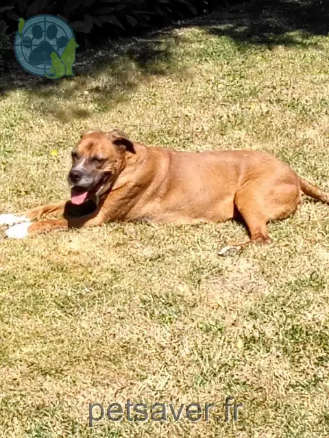 chien lost Saint-Pierre Gibbs