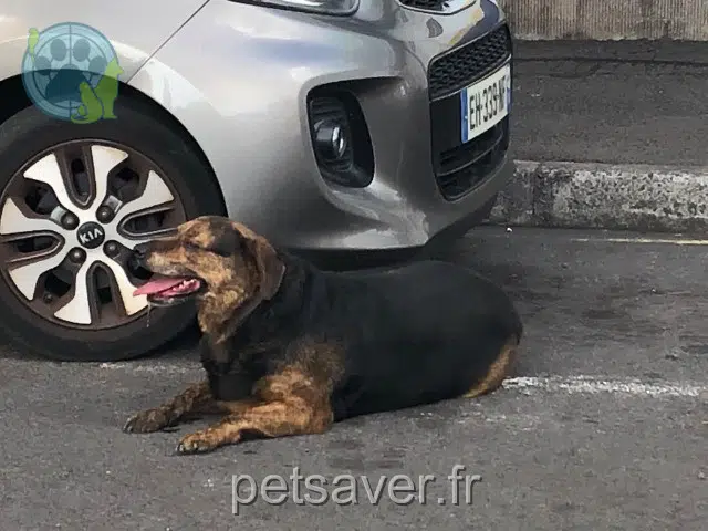 chien perdu Le Tampon Manu chien lost Le Tampon Manu