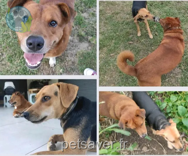 perro perdido 97441 Sainte-Suzanne Pompon & Choupie perro lost 97441 Sainte-Suzanne Pompon & Choupie