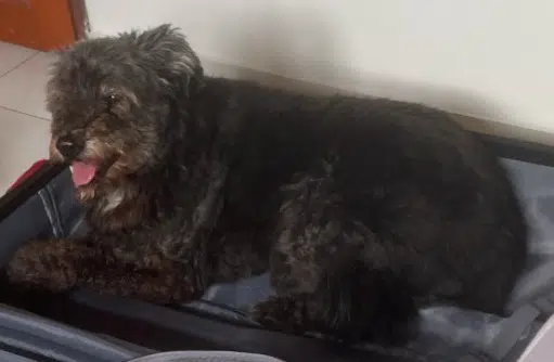 chien lost    Saint-Denis Koka