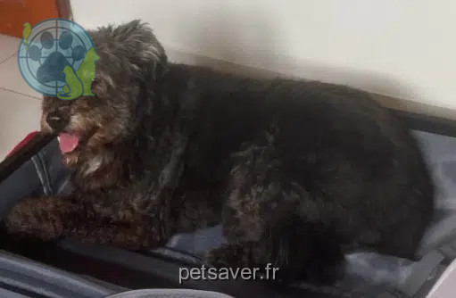 dog lost    Saint-Denis Koka