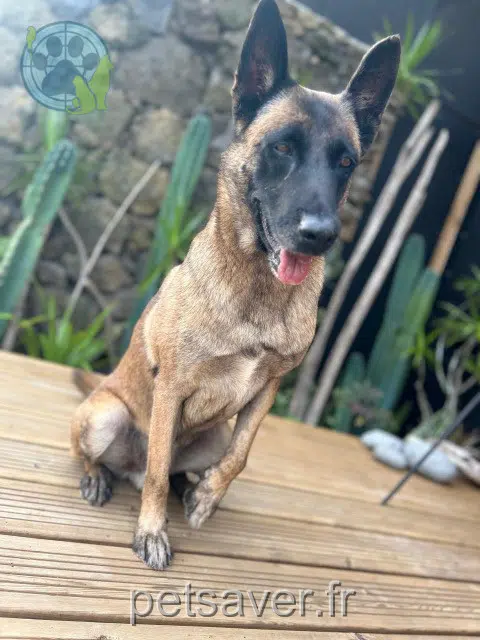 chien lost   97440 Saint-André Shadow