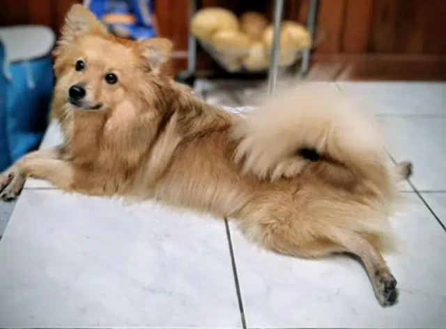 chien lost   97441 Sainte-Suzanne Ucky