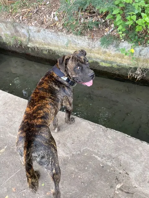 chien lost    Saint-Paul Vito