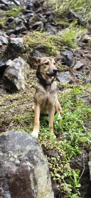 chien lost   97431 La Plaine-des-Palmistes Winnie