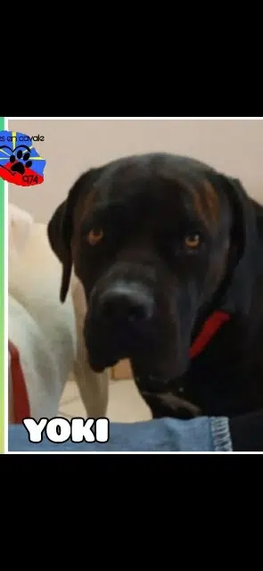 chien lost    Saint-Paul Yoki