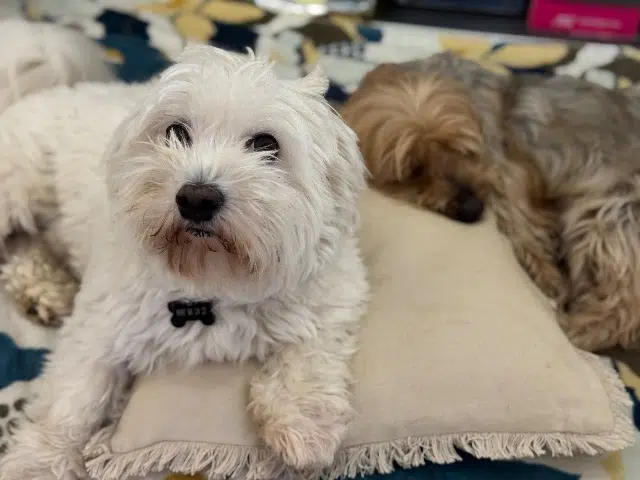 chien lost   97419 La Possession Yuki