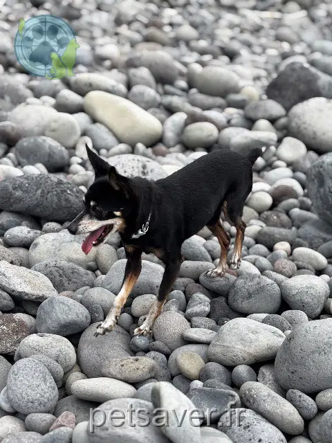 chien lost    Saint-Paul Ziggy