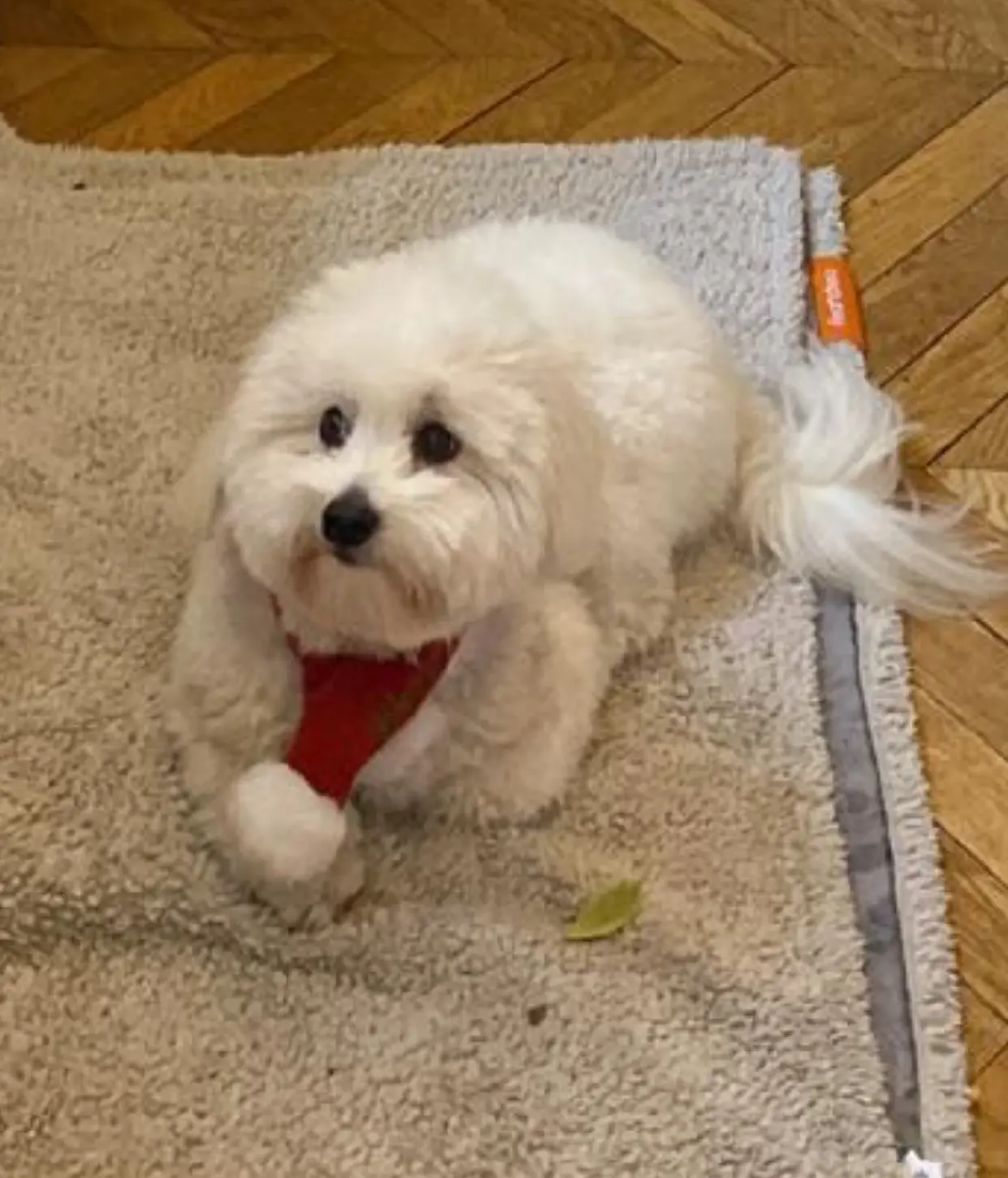 Chien Perdu IT-RM Roma Roma Chien Perdu IT-RM Roma Roma
