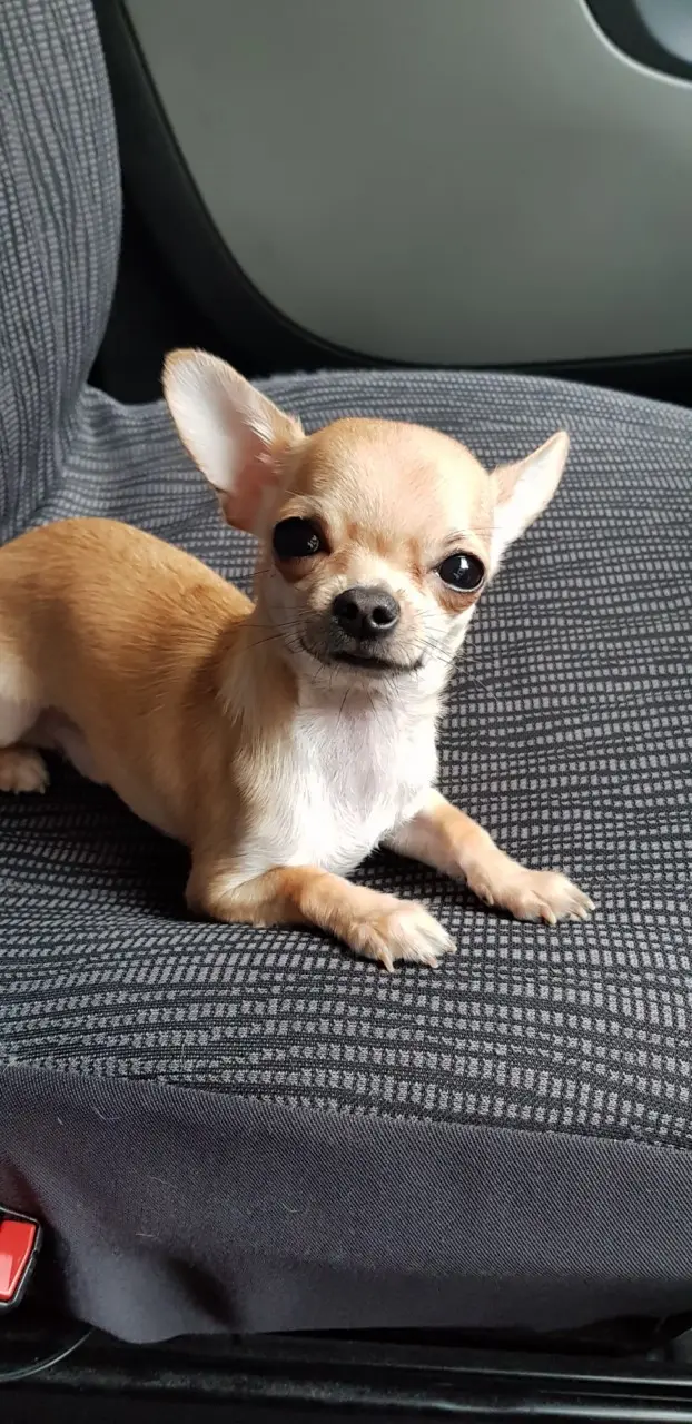 cão perdido 2 Rue du Mitan 6211 Mellet Petit prince cão lost 2 Rue du Mitan 6211 Mellet Petit prince