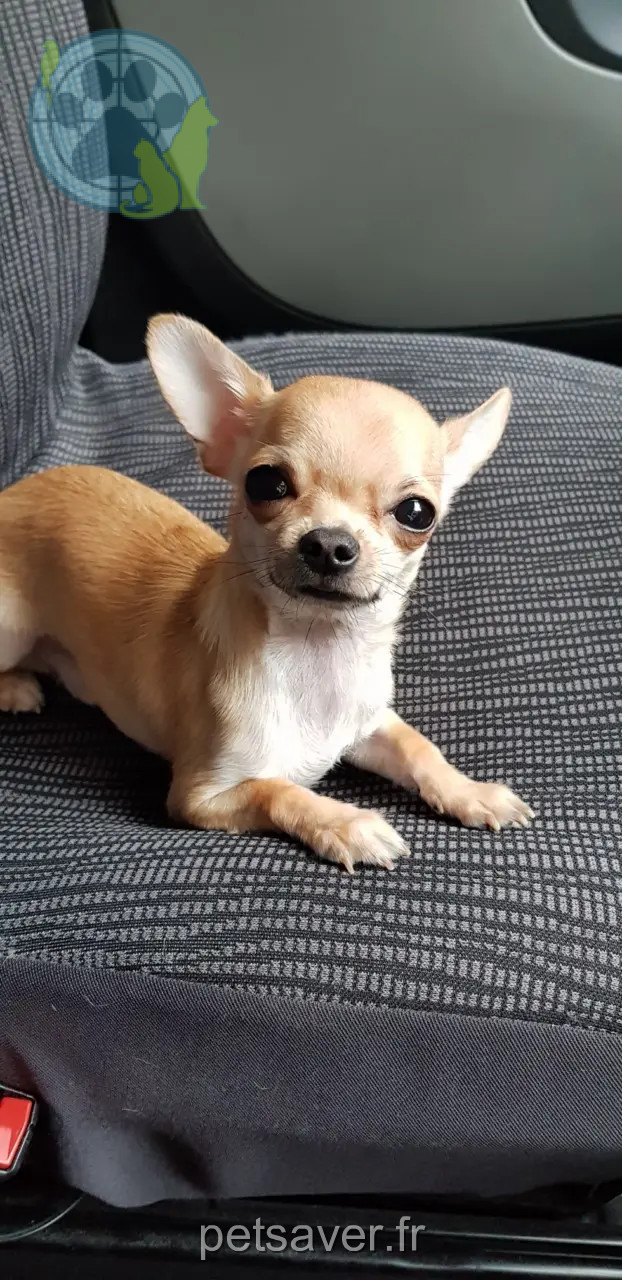 perro perdido 2 Rue du Mitan 6211 Mellet Petit prince perro lost 2 Rue du Mitan 6211 Mellet Petit prince