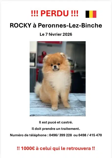 chien lost    Binche Rocky