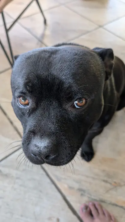 Chien Perdu Chien Perdu