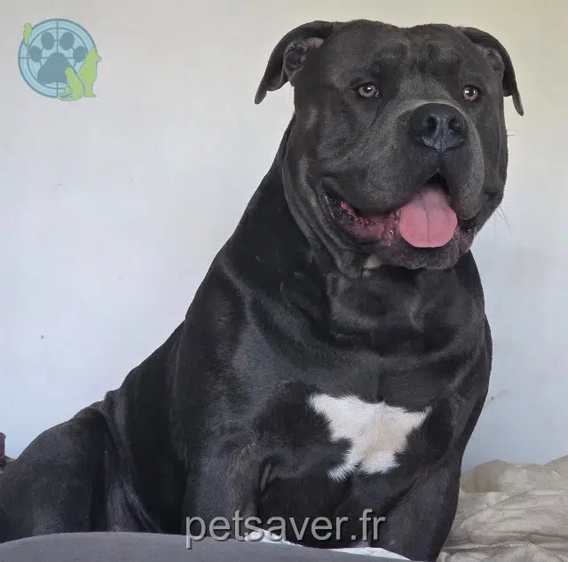 chien reunited   01560 Saint-Jean-sur-Reyssouze Choco
