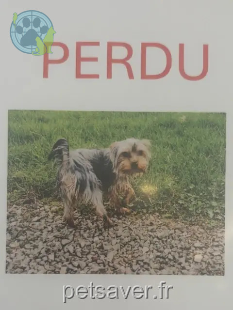 chien reunited   01000 Bourg-en-Bresse Conny