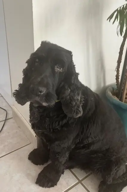 chien reunited   01600 Saint-Didier-de-Formans Diego