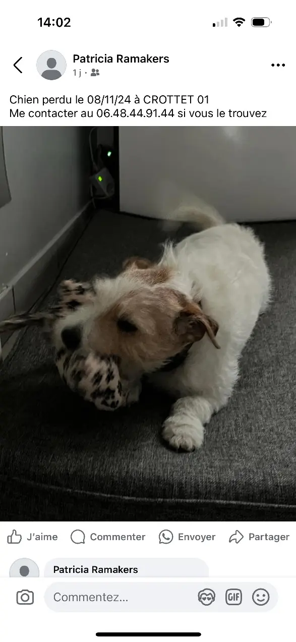 Chien Perdu 01 Ain - Jay Chien Perdu 01 Ain - Jay