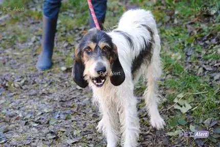 Chien Perdu 01 Ain - Nirlo Chien Perdu 01 Ain - Nirlo