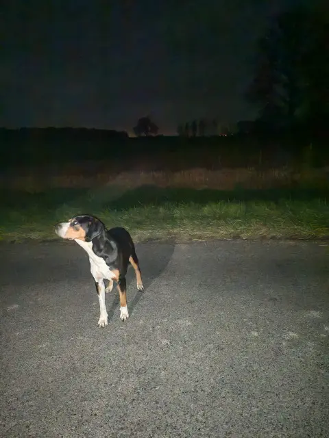 chien reunited   02290 Fontenoy Inconnu