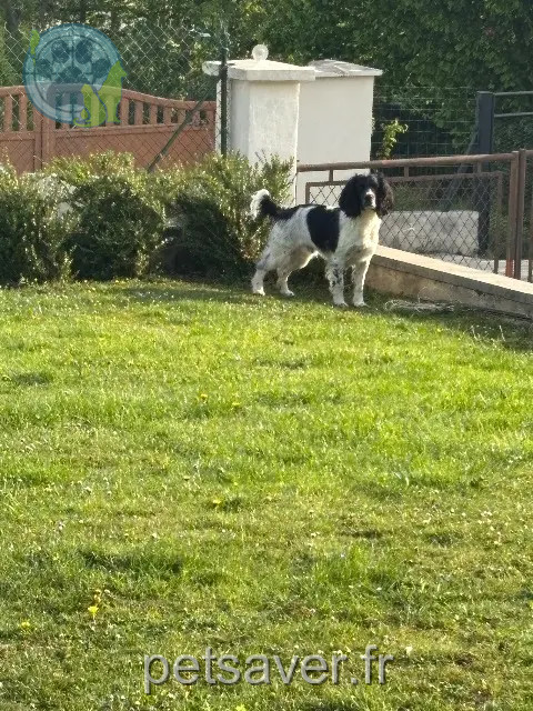 Hund reunited 02310 Nogent-l'Artaud Sam
