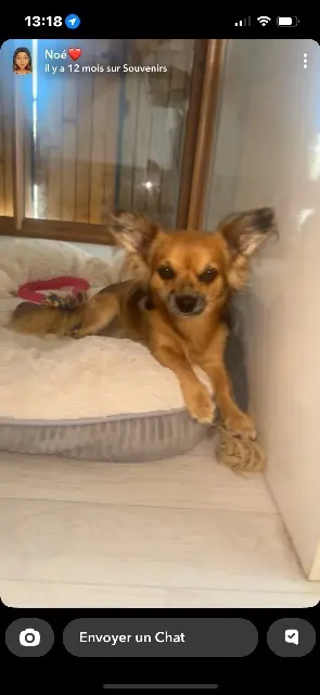 chien reunited   03000 Coulandon Nelson