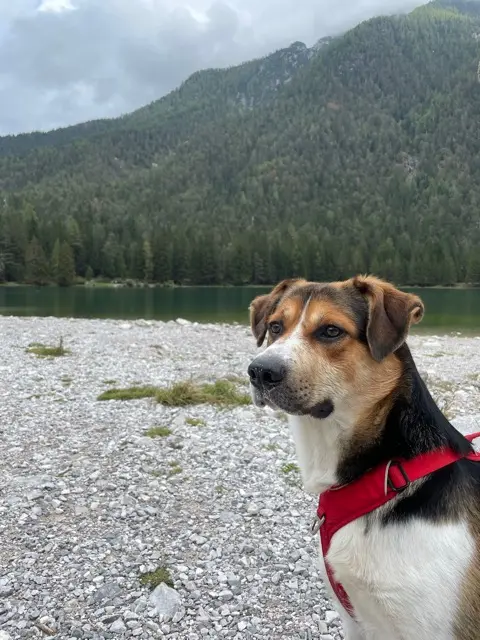 chien reunited   04360 Moustiers-Sainte-Marie Balou