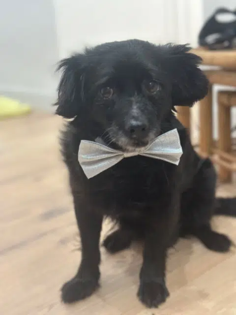 chien retrouvé 04400 Barcelonnette Papí chien reunited 04400 Barcelonnette Papí