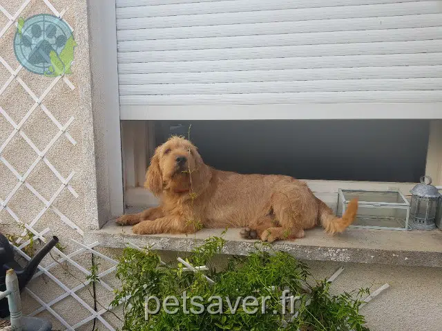 chien reunited    Château-Arnoux-Saint-Auban Ultra