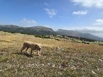 Chien Trouvé 04 Alpes-de-Haute-Provence - Urus Chien Trouvé 04 Alpes-de-Haute-Provence - Urus
