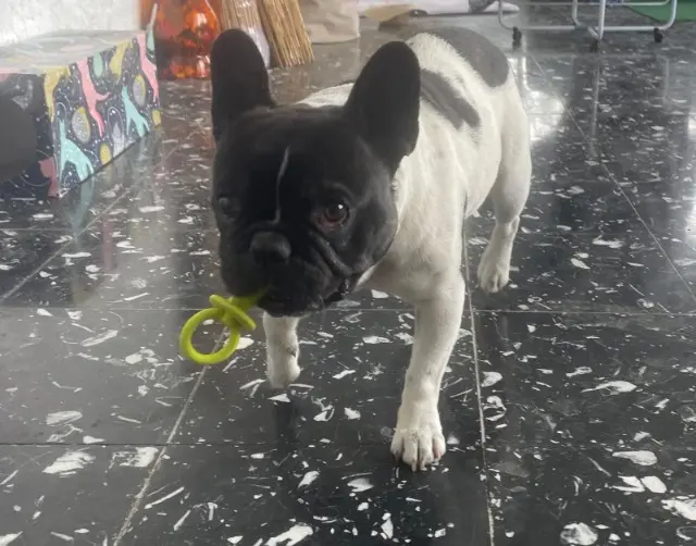 chien reunited   05000 Gap Morti