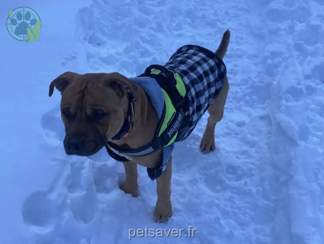 chien retrouvé 05220 Le Monêtier-les-Bains Sam chien reunited 05220 Le Monêtier-les-Bains Sam