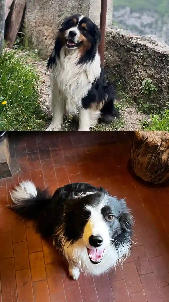 Chien Trouvé 06 Alpes-Maritimes - Bakou-&-ute Chien Trouvé 06 Alpes-Maritimes - Bakou-&-ute