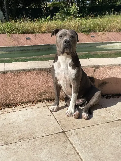 chien reunited   06740 Châteauneuf-Grasse HORUS