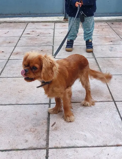 chien reunited    Nice Lucky