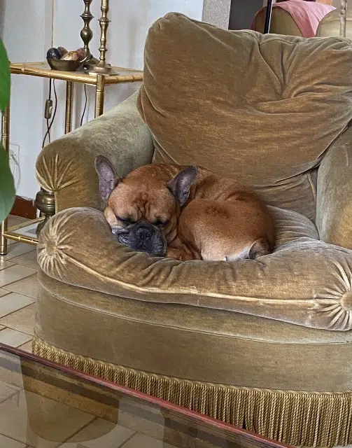 chien reunited    Nice Paco