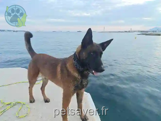 Chien Trouvé 06 Alpes-Maritimes Nice - Rox Chien Trouvé 06 Alpes-Maritimes Nice - Rox