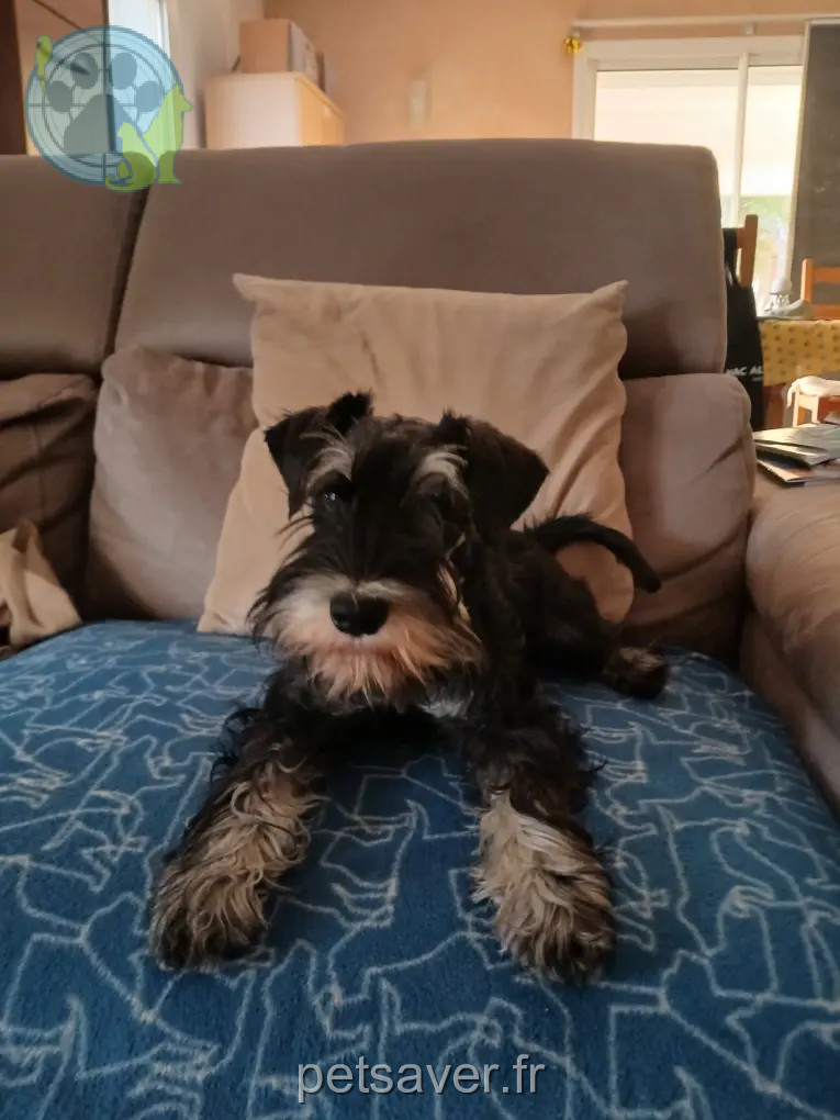 chien retrouvé 50 Boulevard Franck Pilatte 06300 Nice Verso chien reunited 50 Boulevard Franck Pilatte 06300 Nice Verso