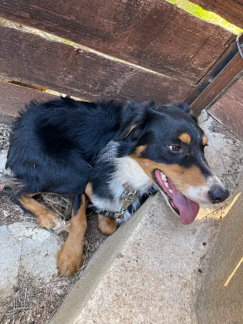 chien reunited   06530 Peymeinade Odysseus