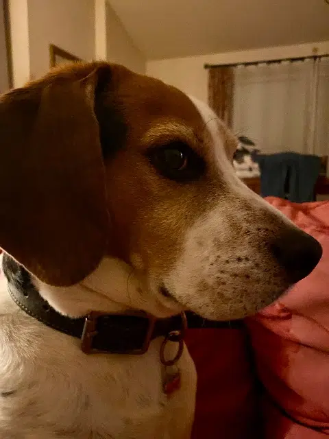 chien reunited   06740 Châteauneuf-Grasse Onyx