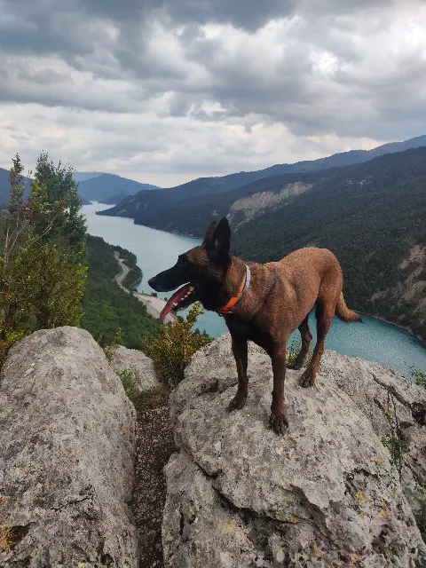 chien reunited   06620 Gourdon Pablo