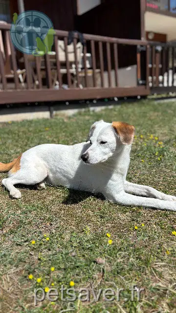 cane reunited   06270 Villeneuve-Loubet Pongo
