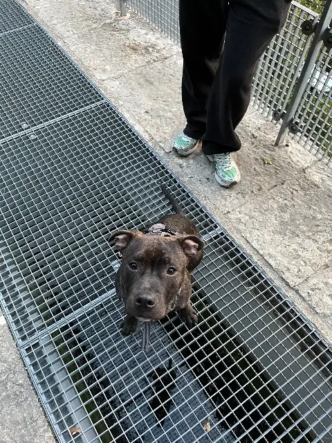 chien reunited   06580 Pégomas Sky