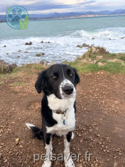 chien reunited 06270 Villeneuve-Loubet Ulysse