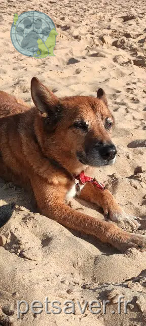 chien reunited   07610 Vion Jao