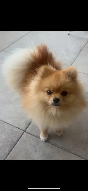 chien reunited   07300 Mauves Lucky/volcan