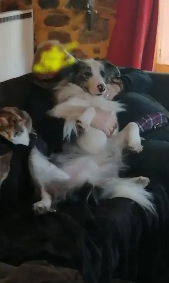 chien reunited    Saint-Genest-Lachamp Pistou