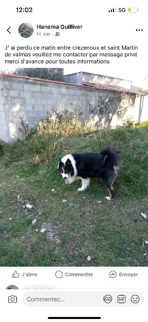 chien reunited   07310 Saint-Martin-de-Valamas Sparco