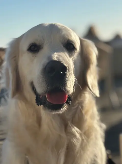 chien reunited   08090 Montcy-Notre-Dame Schumi