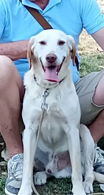 chien reunited   09800 Sentein Némo