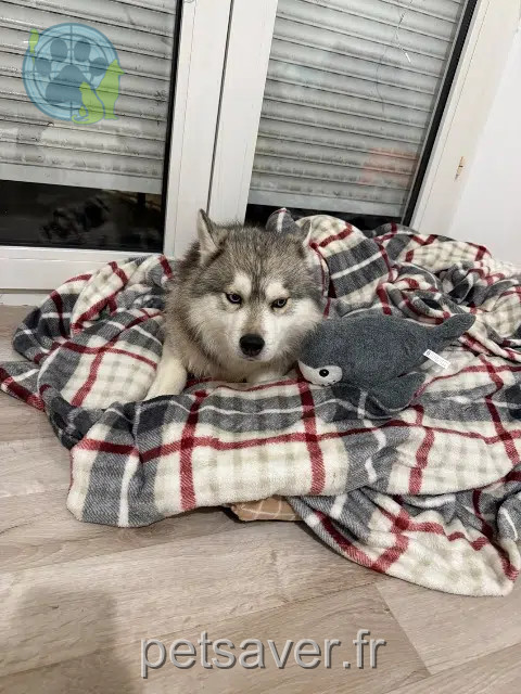chien reunited 10000 Troyes Balto